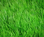 У кого трава зеленее