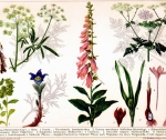 Британские ботаники призывают отказаться от латыни