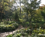 Ботанический сад МГУ «Аптекарский огород»