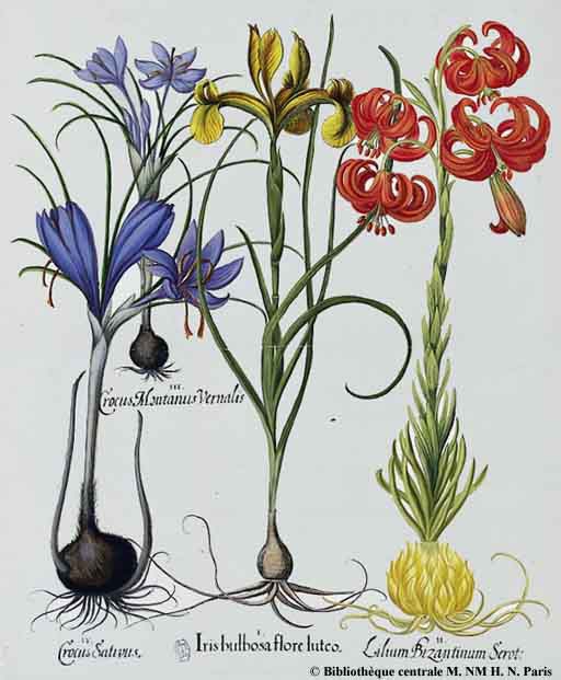 Растения Галантного века. Графика из ботанических альбомов XVIII века
