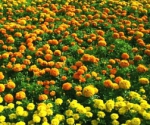Около 170 тысяч цветов было высажено в Мурманске за короткое северное лето
