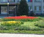 В Нижнем Новгороде будут продолжать использовать вертикальное озеленение