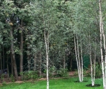 Акция «Посади и вырасти свое дерево» в Ульяновске