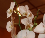 Выставка «Орхидеи Верхневолжья» в Ярославле