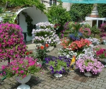 В Ставрополе подведены итоги конкурса «Город – цветущий сад»