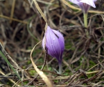 Безвременник. Последний цветок в крымском лесу в декабре