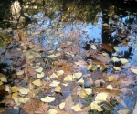 Листья гинкго в пруду