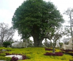 Сад тропических растений NONG NOOCH в Тайланде.