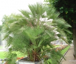 Ботанический сад Palmengarten
