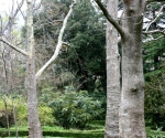 Никитский ботанический сад. Крым. Апрель, 2008 г.