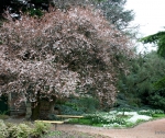 Никитский ботанический сад. Крым. Апрель, 2008 г.