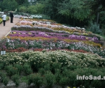 Парад  хризантем в Никитском ботаническом саду. Крым.
