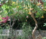 Сады Бабеля на Северном Кипре. Ноябрь.