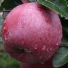 Яблоня домашняя (Розоцветные)