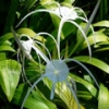 Гименокаллис карибский (Амариллисовые)