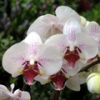 Фаленопсис гибридный (Орхидные)