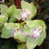 Цимбидиум  (Орхидные)
