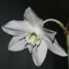 Эухарис крупноцветковый (Амариллисовые)
